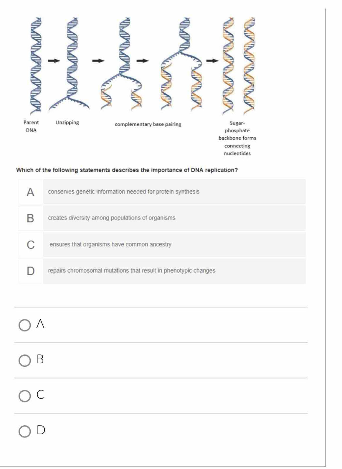 ξ é
Parent Unzipping complementary base pairing Sugar-
DNA phosphate
backbone forms
connecting
nucleotides
Which of the following statements describes the importance of DNA replication?
A
B
C
D