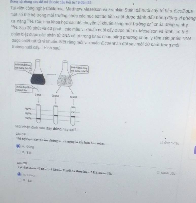 Dung nội dung sau để trả lời các câu hỏi từ 19 đến 22
Tại viện công nghệ California, Matthew Meselson và Franklin Stahl đã nuôi cấy tế bào E.coli qua
một số thế hệ trong môi trường chứa các nucleotide tiền chất được đánh dấu băng đồng vị phóng
xạ nặng ''N. Các nhà khoa học sau đó chuyến vi khuẩn sang môi trường chỉ chứa đồng vị nhẹ
**N. Sau 20 phút và 40 phút , các mẫu vi khuấn nuôi cấy được hút ra. Meselson và Stahl có thế
phân biệt được các phân tử DNA có tỷ trọng khác nhau bằng phương pháp ly tâm sản phẩm DNA
được chiết rút từ vi khuẩn. Biết rãng mỗi vi khuấn E.coli nhân đôi sau mỗi 20 phút trong môi
trường nuôi cấy. ( Hình sau)
Mỗi nhận định sau đây đủng hay sai?
Câu 19:
Thí nghiệm này nhăm chứng minh nguyên tắc bán bào toàn.
Đánh dấu
A. Đúng
B. Sai
Câu 20:
Tại thời điểm 40 phút, vì khuẩn K.coli đã thực hiện 2 lần nhân đôi. Dánh dấu
A. Đüng
B. Sal