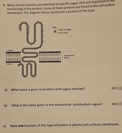 Many human proteins are attached to specific sugars that are important in the
functioning of the protein. Some of these proteins are found in the cell surface
membrane. The diagram below represents a protein of this type.
a) What name is given to proteins with sugars attached? AO1 [1]
b) What is the name given to the extracellular carbohydrate region? AO1 [1
c) State one function of this type of protein in plasma (cell surface) membranes.