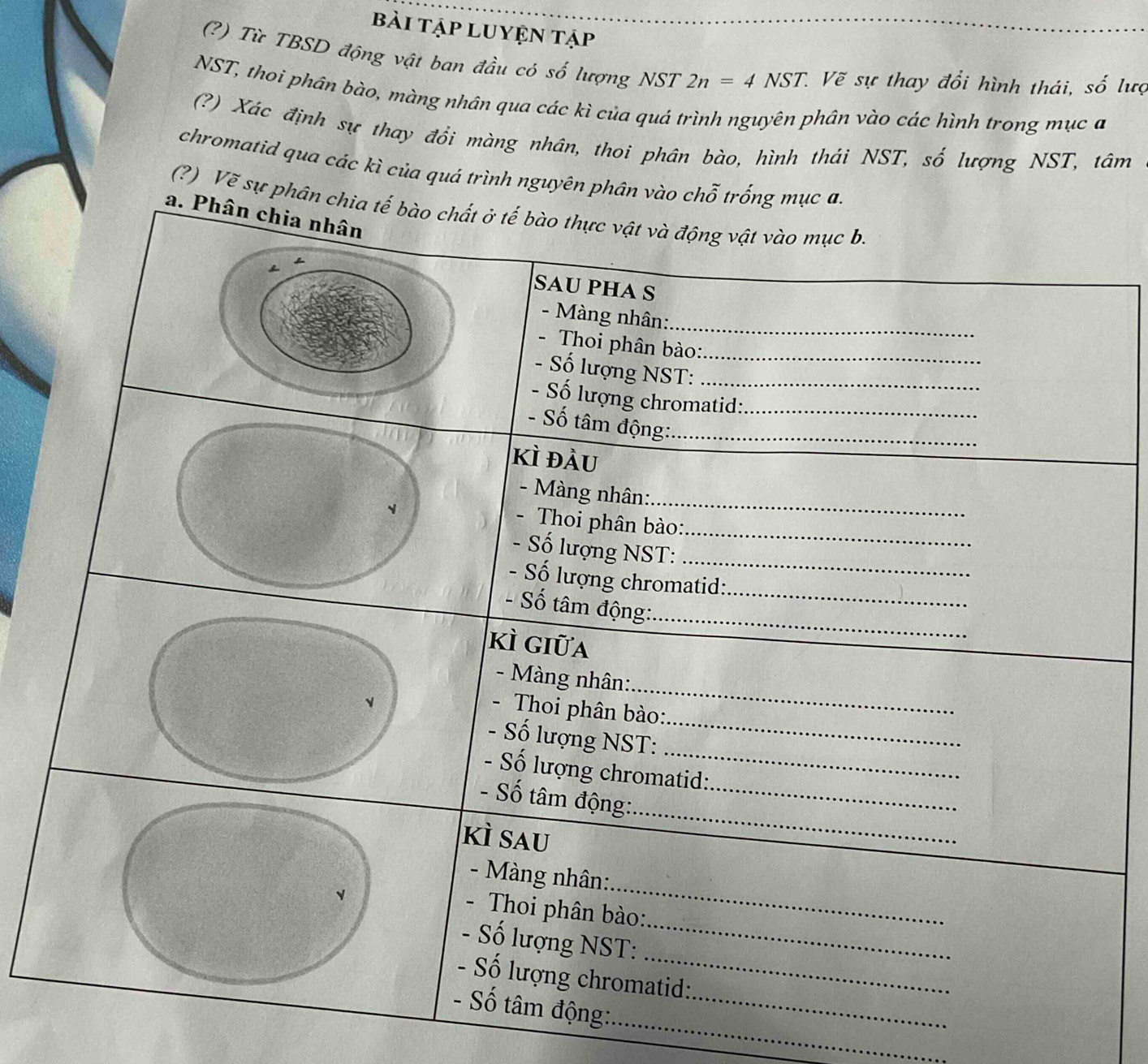 bài tập Luyện tập 
(?) Từ TBSD động vật ban đầu có số lượng NST 2n=4NST. Vẽ sự thay đổi hình thái, số lượ 
NST, thoi phân bào, màng nhân qua các kì của quá trình nguyên phân vào các hình trong mục a 
(?) Xác định sự thay đổi màng nhân, thoi phân bào, hình thái NST, số lượng NST, tâm 
chromatid qua các kì của quá trình nguyên phân vào chỗ 
(?) Vẽ sự phân 
_ 
_