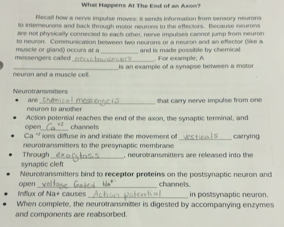 Solved: What Happens At The End of an Axon? Recall how a nerve impulse ...
