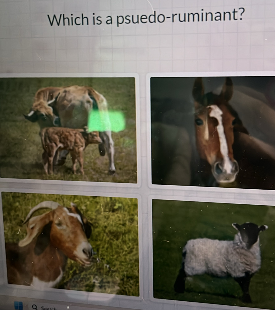 Which is a psuedo-ruminant?