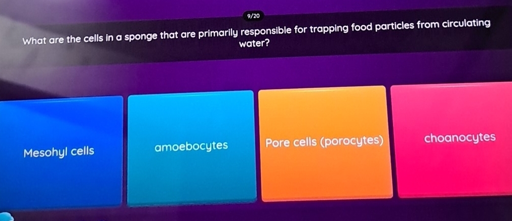 9/20
What are the cells in a sponge that are primarily responsible for trapping food particles from circulating
water?
Mesohyl cells amoebocytes Pore cells (porocytes) choanocytes