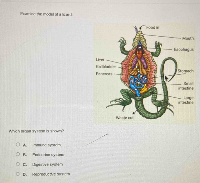 Examine the model of a lizard.
Which organ system is shown?
A. Immune system
B. Endocrine system
C. Digestive system
D. Reproductive system