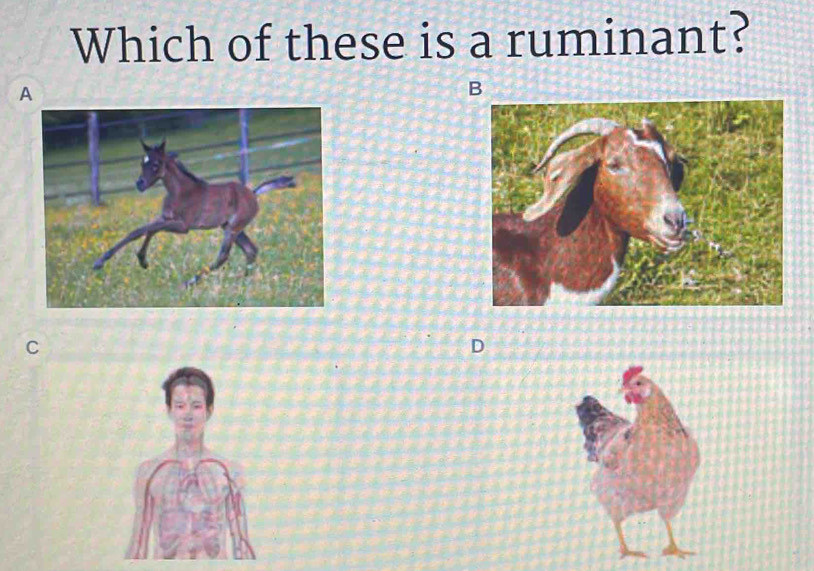 Which of these is a ruminant? 
A 
B 
C 
D