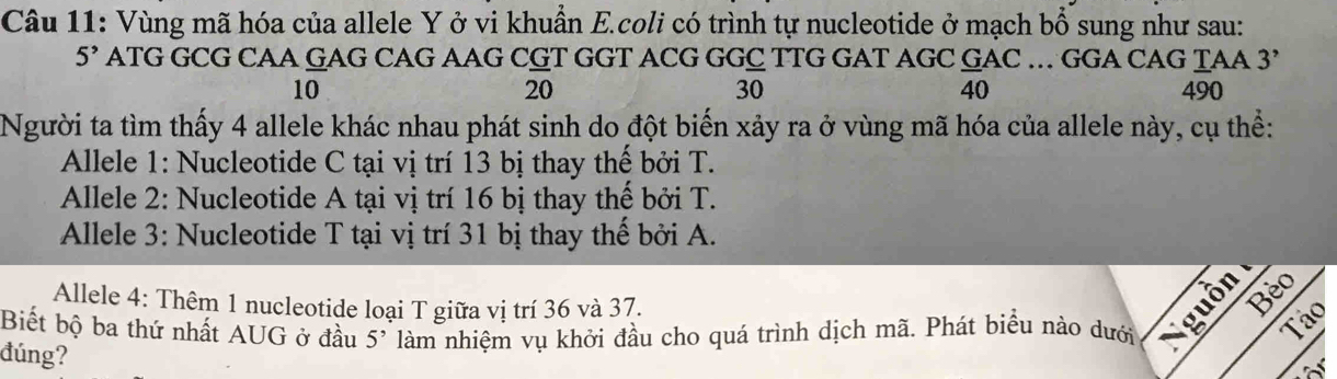 Vùng mã hóa của allele Y ở vi khuẩn E.coli có trình tự nucleotide ở mạch bổ sung như sau:
5^, ATG GCG CAA GAG CAG AAG CGT GGT ACG GGC TTG GAT AGC  G/40 AC... GGA CAG ȚAA 3'
overline 20
overline 30
10 490
Người ta tìm thấy 4 allele khác nhau phát sinh do đột biến xảy ra ở vùng mã hóa của allele này, cụ thể: 
Allele 1: Nucleotide C tại vị trí 13 bị thay thế bởi T. 
Allele 2: Nucleotide A tại vị trí 16 bị thay thế bởi T. 
Allele 3: Nucleotide T tại vị trí 31 bị thay thể bởi A. 
Allele 4: Thêm 1 nucleotide loại T giữa vị trí 36 và 37. 
Bèo 
Biết bộ ba thứ nhất AUG ở đầu làm nhiệm vụ khởi đầu cho quá trình dịch mã. Phát biểu nào dưới  
Tảo 
đúng?
5^,
a