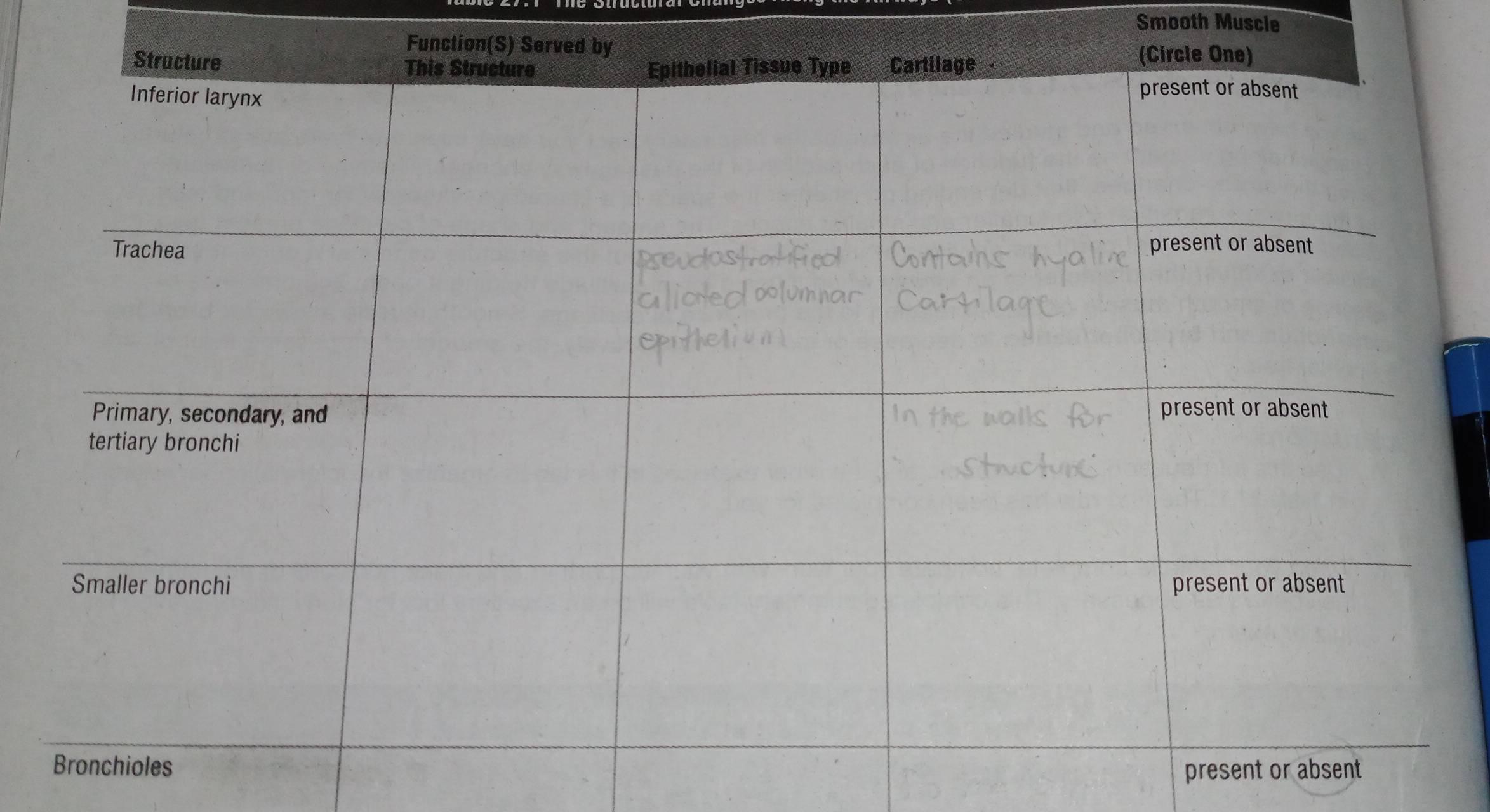 Smooth Muscle 
pres