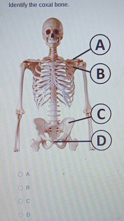 Identify the coxal bone.
A
B
C
D