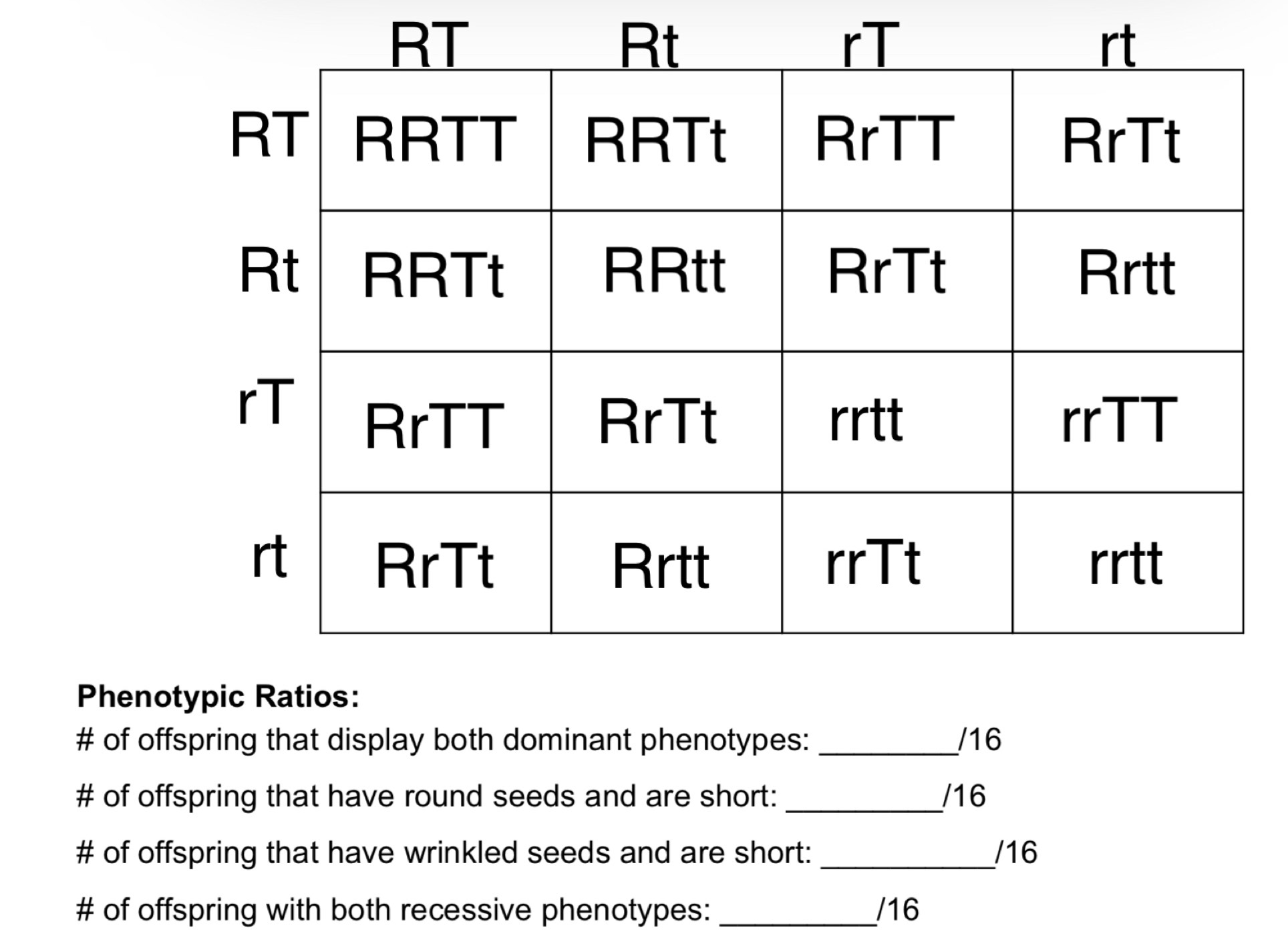 Phen 
# of offspring that display both dominant phenotypes:_ /16 
# of offspring that have round seeds and are short:_ / 16
# of offspring that have wrinkled seeds and are short:_ / 16
# of offspring with both recessive phenotypes: _/ 16