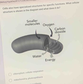 dWAoyYquk9ezR1CT2δe2B20Dq
Cells also have specialized structures for specific functions. What cellular
structure is shown in the diagram and what does it do?
chloroplast; cellular respiration
mitochondria; photosynthesis