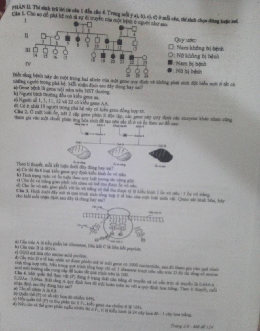 PHAN II. Thí sinh trả lời từ câu 1 đến câu 4. Trong mỗi ý a), b), c), d) ở mỗi cầu,
Cầu 1. Cho sợ đồ phả hệ mô tả sự di truyền
lele của một gene quy định và không phát sinh đột biển mới ở tắt cá
những người trong phá hệ. Mỗi nhận định sau đây đùng hay sai?
a) Gene bệnh là gene trội nằm trên NST thường.
b) Người bình thường đều có kiểu gene aa.
e) Người số 1, 3, 11, 12 và 22 có kiểu gene AA.
đ) Có ít nhất 19 người trong phá hệ này có kiểu gene đồng hợp từ.
Câu 2. Ở một loài ốc, xét 2 cặp gene phân li độc lập, các gene này quy định các enzyme khác nhau cũng
tham gia vào một chuỗi phân ứng hóa sinh để tạo nên sắc tổ ở vô óc theo sơ đồ sau
Alow a kóng lp lè c ?
D 1
 
Ci xớ tng S s sáng   
Theo lí thuyết, mỗi kết luận dưới đây đùng hay sai?
a) Có tổi đa 6 loại kiểu gene quy định kiểu hình ốc vô nău
b) Tinh trạng màu vô ốc tuần theo quy luật tương tác cộng gộp
e) Cho ốc vô trắng giao phối với nhau có thể thu được ốc vô sâu
đ) Cho ốc vô nău giao phối với ốc vô trắng có thể thu được tỷ lệ kiểu hình 1 ốc vô nău : 1 ốc vô trắng.
Cầu 3, Hình dưới đây mô tả quá trình sinh sống hợp ở tế báo của một loài sinh vật. Quan sát hình bên, hấy
cho biết mỗi nhận định sau đây là đùng hay sai?
a) Cầu trúc A là tiểu phần blà liên kết peptide.
b) Cầu trúc B là tRNA.
c) GGG mã hòa cho amino acid proline.
đ) Cầu trúc D ở tế bảo nhân sơ được phiên mã từ một gene có 3000 nucleotide, sau đô tham gia vào quá trình
sinh tổng hợp trên. Nếu trong quá trình tổng hợp chỉ có 1 riboacese tượt trên cầu trúc D đó thi tổng số amino
acid môi trường cần cung cấp để hoàn tắt quá trình trên là 500.
Cầu 4. Một quân thể thực vật (P) đang ở trang thái cần bằng đi truyền và có cầu trúc di truyền là 0,64AA :
0,32Aa : 0,04as. Biết rằng A quy định hoa đô trội hoàn toán so với a quy định hoa trắng. Theo lí thuyết, môi
nhận định sau đây đùng hay sai?
a) Tân số allele A là 0,8.
b) Quản thể (P) có số cây hoa đô chiếns 64%.
e) Nều quần thể (P) tự thụ phần thi ở Fs, kiểu gene Aa chiếm tỉ ½ệ 16%.
d) Nếu các cá thế giao phần ngẫu nhiên thì ở F₂, tĩ lệ kiểu hình là 24 cây hoa đồ : 1 cây hoa tráng.
Trang 3/4 - Mã đề 124