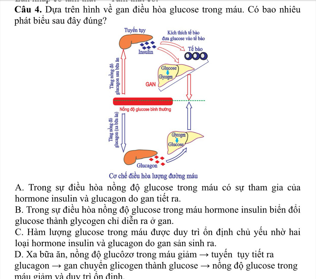 Dựa trên hình về gan điều hòa glucose trong máu. Có bao nhiêu
phát biểu sau đây đúng?
Cơ chế điều hòa lượng đường máu
A. Trong sự điều hòa nồng độ glucose trong máu có sự tham gia của
hormone insulin và glucagon do gan tiết ra.
B. Trong sự điều hòa nồng độ glucose trong máu hormone insulin biển đổi
glucose thành glycogen chỉ diễn ra ở gan.
C. Hàm lượng glucose trong máu được duy trì ổn định chủ yếu nhờ hai
loại hormone insulin và glucagon do gan sản sinh ra.
D. Xa bữa ăn, nồng độ glucôzơ trong máu giảm → tuyển tụy tiết ra
glucagon → gan chuyền glicogen thành glucose → nồng độ glucose trong
máu giảm và duv trì ổn định.