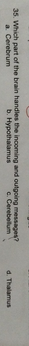 Which part of the brain handles the incoming and outgoing messages?
a. Cerebrum b. Hypothalamus c. Cerebellum d. Thalamus