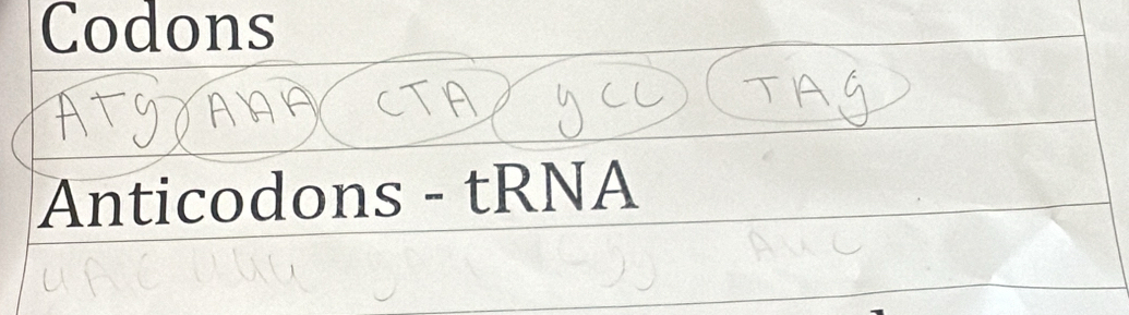 Codons 
Anticodons - tRNA