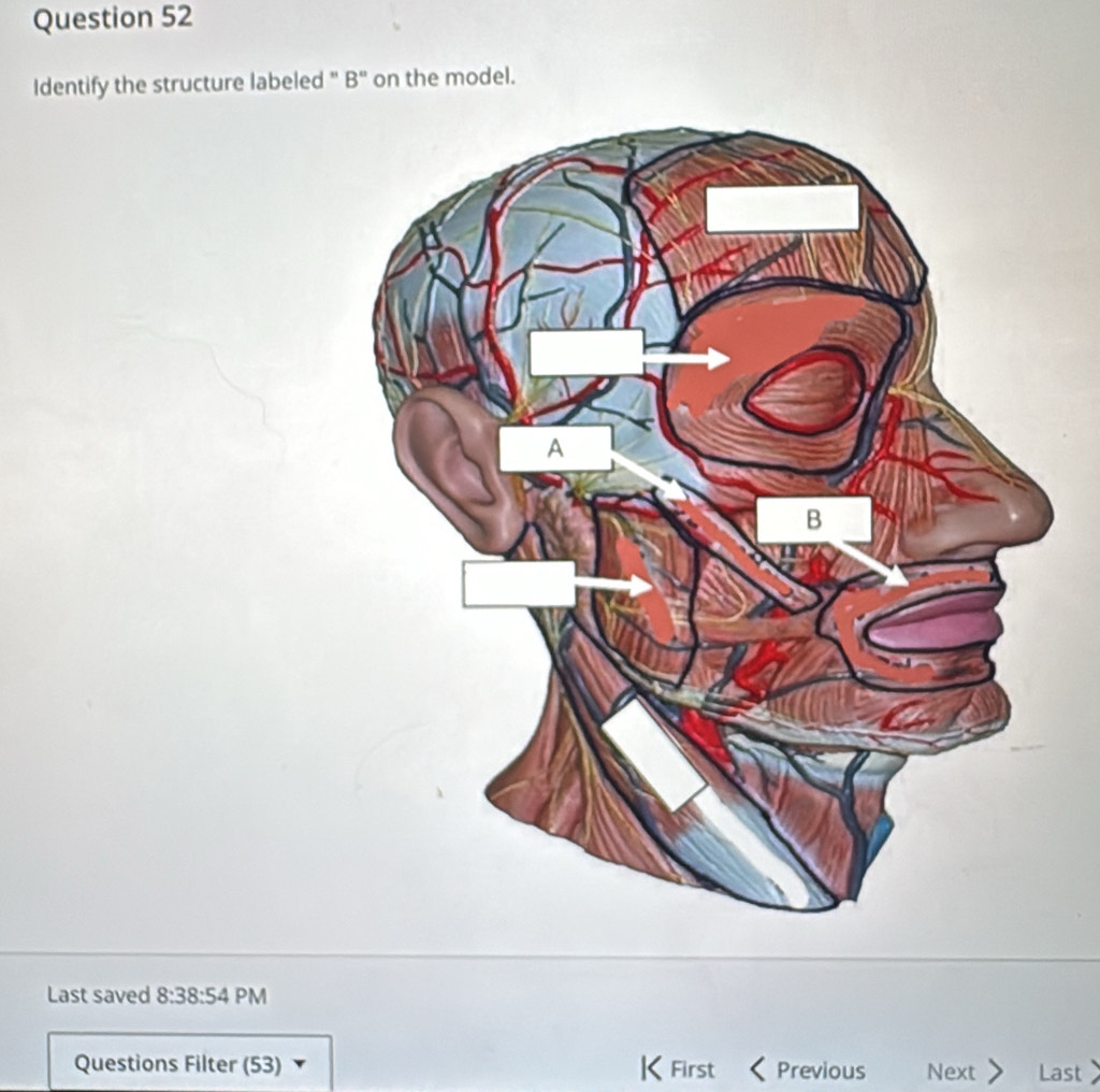 Identify the structure labeled " B" on the model. 
Last saved 8:38:54 PM 
Questions Filter (53) |< First < Previous Next > Last