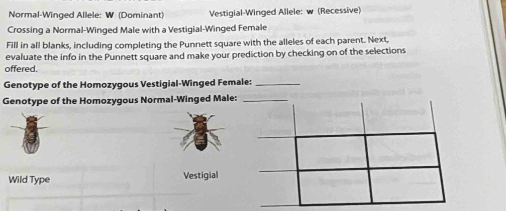 Normal-Winged Allele: W (Dominant) Vestigial-Winged Allele: w (Recessive) 
Crossing a Normal-Winged Male with a Vestigial-Winged Female 
Fill in all blanks, including completing the Punnett square with the alleles of each parent. Next, 
evaluate the info in the Punnett square and make your prediction by checking on of the selections 
offered. 
Genotype of the Homozygous Vestigial-Winged Female:_ 
Genotype of the Homozygous Normal-Winged Male:_ 
Wild Type Vestigial