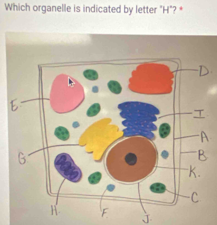 Which organelle is indicated by letter "H"? *