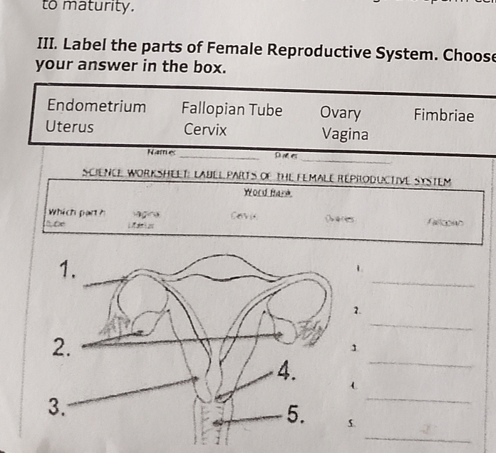 to maturity.
III. Label the parts of Female Reproductive System. Choose
your answer in the box.
Endometrium Fallopian Tube Ovary Fimbriae
Uterus Cervix Vagina
_
_
Names
SCIENCE WORKSHEET: LABEL PARTS OF THE FEMALE REPRODUCTIVE SYSTEM
Word fare
Which pan h ç Covi ( a e fallgono
_
_
2.
1
_
_
_