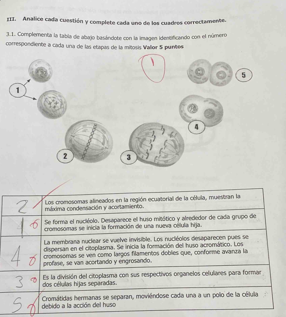 Analice cada cuestión y complete cada uno de los cuadros correctamente. 
3.1. Complementa la tabla de abajo basándote con la imagen identificando con el número 
correspondiente a cada una de las etapas de la mitosis Valor 5 puntos 
5
1
4
2 
Los cromosomas alineados en la región ecuatorial de la célula, muestran la 
máxima condensación y acortamiento. 
Se forma el nucléolo. Desaparece el huso mitótico y alrededor de cada grupo de 
cromosomas se inicia la formación de una nueva célula hija. 
La membrana nuclear se vuelve invisible. Los nucléolos desaparecen pues se 
dispersan en el citoplasma. Se inicia la formación del huso acromático. Los 
cromosomas se ven como largos filamentos dobles que, conforme avanza la 
profase, se van acortando y engrosando. 
Es la división del citoplasma con sus respectivos organelos celulares para formar 
dos células hijas separadas. 
Cromátidas hermanas se separan, moviéndose cada una a un polo de la célula 
debido a la acción del huso