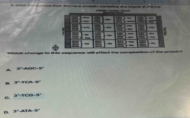 DMA Dequencs that forms a protain contains the triplet 3 GT5.
mifA Coden Chort
Which change in this sequence will affect the composition of the protein?
3°-AGC-5°
B. 3'-TCA-5'
C.
3'-TCG-5'
D. 3'-ATA-5'