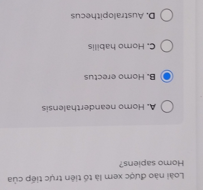 Loài nào được xem là tổ tiên trực tiếp của
Homo sapiens?
A. Homo neanderthalensis
B. Homo erectus
C. Homo habilis
D. Australopithecus