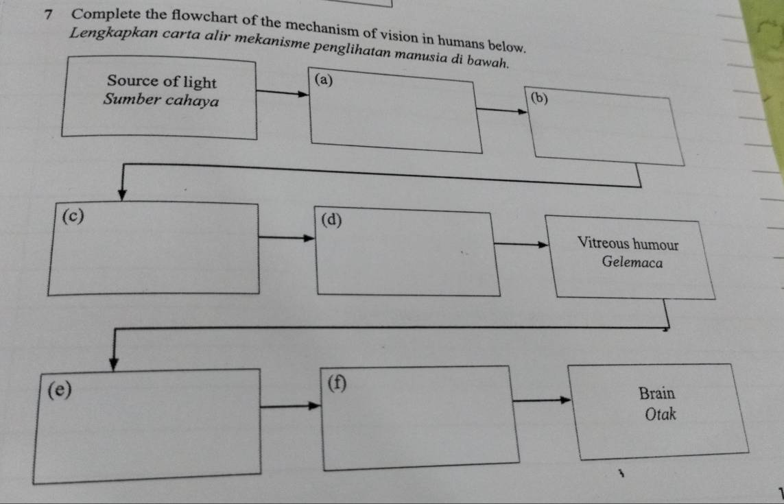 Complete the flowchart of the mechanism of vision in humans below. 
Lengkapkan carta alir mekanisme penglihatan manusia di bawah. 
Source of light (a) 
Sumber cahaya (b) 
(c) (d) 
Vitreous humour 
Gelemaca 
(e) (f) Brain 
Otak