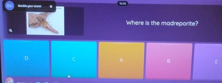 Double your score! × 10/25
Where is the madreporite?
Q
D
C
A
B
E