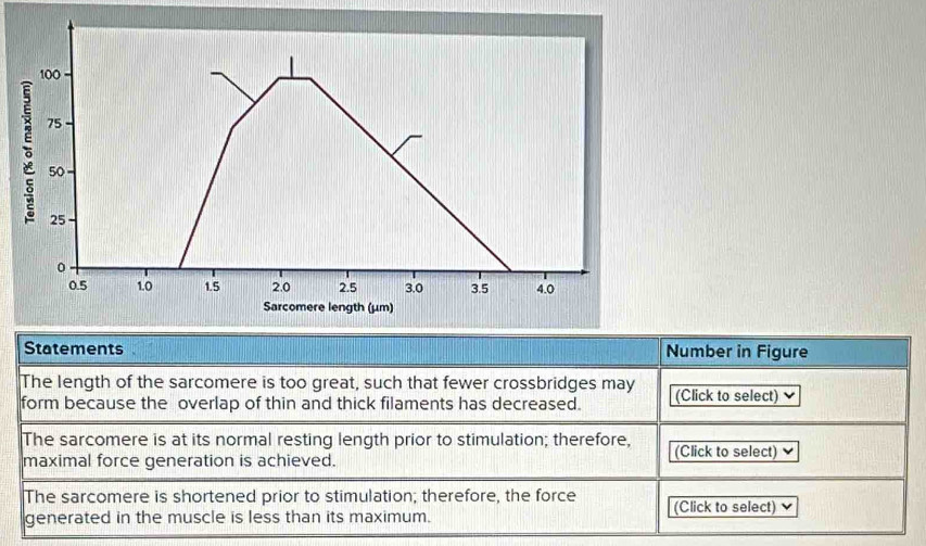 100
ō 75
50
25
0
0.5 10 1.5 2.0 2.5 3.0 3.5 4.0
Sarcomere length (µm) 
Statements Number in Figure 
The length of the sarcomere is too great, such that fewer crossbridges may 
form because the overlap of thin and thick filaments has decreased. (Click to select) ν 
The sarcomere is at its normal resting length prior to stimulation; therefore, (Click to select) 
maximal force generation is achieved. 
The sarcomere is shortened prior to stimulation; therefore, the force (Click to select) 
generated in the muscle is less than its maximum.