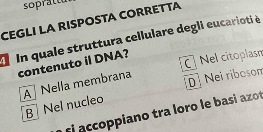 soprattu
CEGLI LA RISPOSTA CORRETTA
d In quale struttura cellulare degli eucarioti è
contenuto il DNA?
Nel citoplasm
A Nella membrana
DNei ribosom
B Nel nucleo
si a ccoppiano tra loro le basi azot