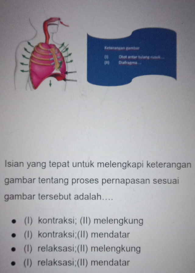 Isian yang tepat untuk melengkapi keterangan
gambar tentang proses pernapasan sesuai
gambar tersebut adalah....
(I) kontraksi; (II) melengkung
(I) kontraksi;(II) mendatar
(I) relaksasi;(II) melengkung
(I) relaksasi;(II) mendatar