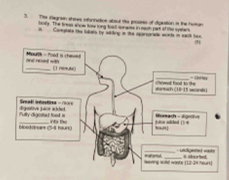 The illegrain shows inforination about the prooses of digestion is the human 
boily. The freas show tow long load amaiss in each part of the systers 
in Complista the labels by adding in the appreoriae words in each bex.