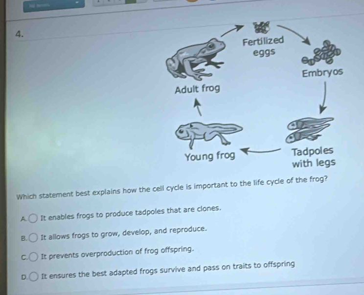 Which statement best explains how the cell cycle is important to the life cycle of the frog?
A It enables frogs to produce tadpoles that are clones.
B. It allows frogs to grow, develop, and reproduce.
C. It prevents overproduction of frog offspring.
D. It ensures the best adapted frogs survive and pass on traits to offspring