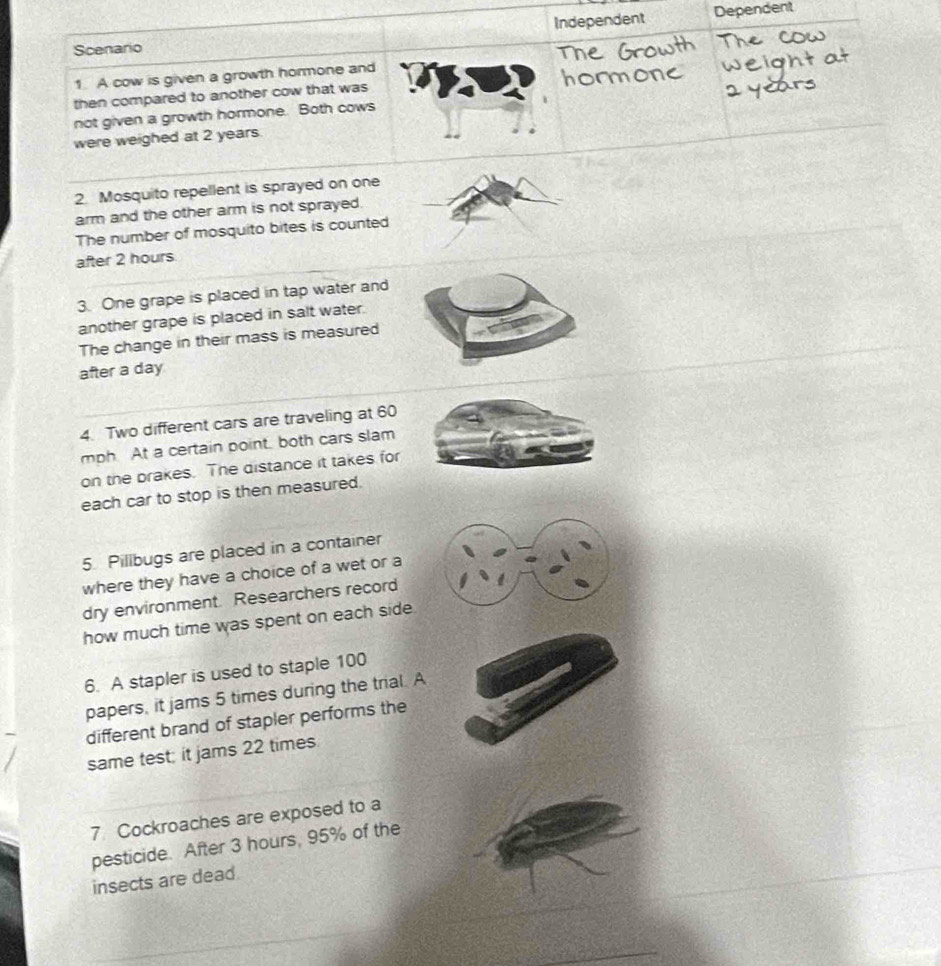 Scenario Independent Dependent 
1. A cow is given a growth hormone and 
then compared to another cow that was 
not given a growth hormone. Both cows 
were weighed at 2 years. 
2. Mosquito repellent is sprayed on one 
arm and the other arm is not sprayed. 
The number of mosquito bites is counted 
after 2 hours
3. One grape is placed in tap water and 
another grape is placed in salt water. 
The change in their mass is measured 
after a day
4. Two different cars are traveling at 60
mph At a certain point. both cars slam 
on the brakes. The distance it takes for 
each car to stop is then measured. 
5. Pillbugs are placed in a container 
where they have a choice of a wet or a 
dry environment. Researchers record 
how much time was spent on each side. 
6. A stapler is used to staple 100
papers, it jams 5 times during the trial. A 
different brand of stapler performs the 
same test: it jams 22 times. 
7 Cockroaches are exposed to a 
pesticide. After 3 hours, 95% of the 
insects are dead.