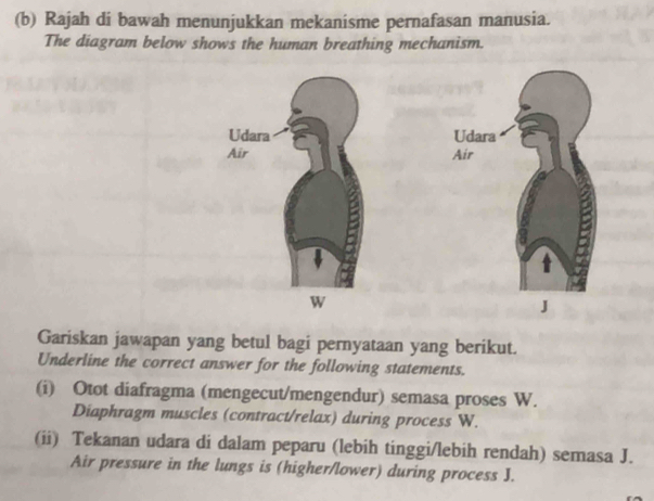 Rajah di bawah menunjukkan mekanisme pernafasan manusia. 
The diagram below shows the human breathing mechanism. 
W 
Gariskan jawapan yang betul bagi pernyataan yang berikut. 
Underline the correct answer for the following statements. 
(i) Otot diafragma (mengecut/mengendur) semasa proses W. 
Diaphragm muscles (contract/relax) during process W. 
(ii) Tekanan udara di dalam peparu (lebih tinggi/lebih rendah) semasa J. 
Air pressure in the lungs is (higher/lower) during process J.