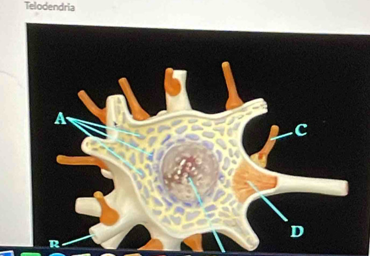 Telodendria