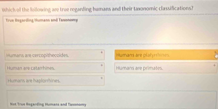 Which of the following are true regarding humans and their taxonomic classifications?
True Regarding Humans and Taxonomy
Humans are cercopithecoides. Humans are platyrrhines.
Human are catarrhines. Humans are primates.
Humans are haplorrhines.
Not True Regarding Humans and Taxonomy