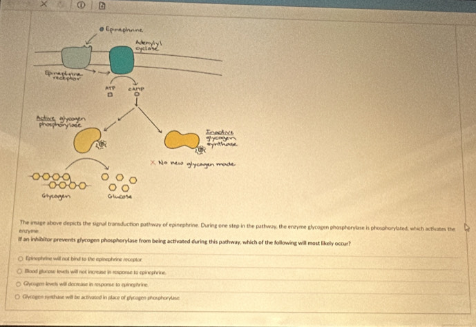 × ① 6
The image above depicts the signal transduction pathway of epinephrine. During one step in the pathway, the enzyme glycogen phosphorylase is phosphorylated, which activates the
enuyme.
If an inhibitor prevents glycogen phosphorylase from being activated during this pathway, which of the following will most likely occur?
Epinephrine will not bind to the epinephrine receptor
_
illood glucose levels will not increase in response to epinephrine.
_
Gycogen levels will decrease in response to epinephrine.
_
_
Glycogen synthase will be activated in place of glycogen phosphorylase
_