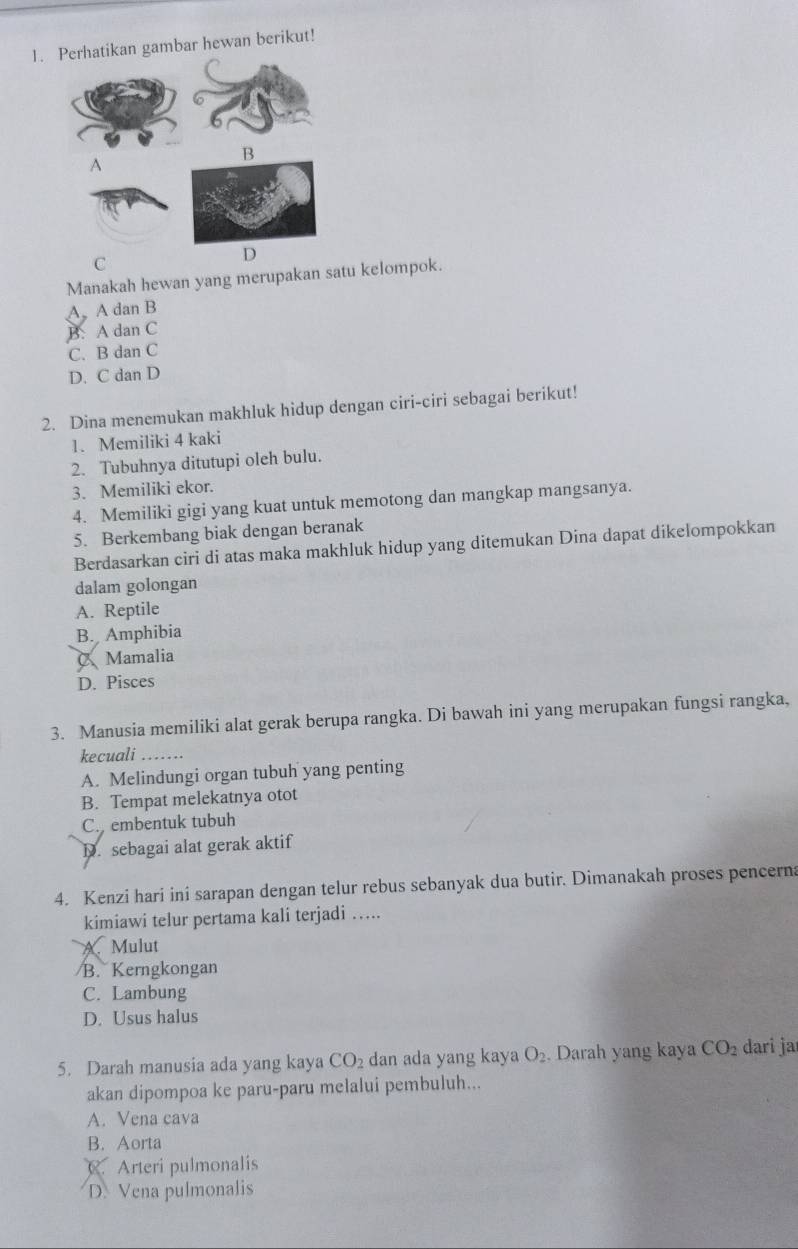 Perhatikan gambar hewan berikut!
C
Manakah hewan yang merupakan satu kelompok.
A. A dan B
B: A dan C
C. B dan C
D. C dan D
2. Dina menemukan makhluk hidup dengan ciri-ciri sebagai berikut!
1. Memiliki 4 kaki
2. Tubuhnya ditutupi oleh bulu.
3. Memiliki ekor.
4. Memiliki gigi yang kuat untuk memotong dan mangkap mangsanya.
5. Berkembang biak dengan beranak
Berdasarkan ciri di atas maka makhluk hidup yang ditemukan Dina dapat dikelompokkan
dalam golongan
A. Reptile
B. Amphibia
C、Mamalia
D. Pisces
3. Manusia memiliki alat gerak berupa rangka. Di bawah ini yang merupakan fungsi rangka,
kecuali sues
A. Melindungi organ tubuh yang penting
B. Tempat melekatnya otot
C. embentuk tubuh
D. sebagai alat gerak aktif
4. Kenzi hari ini sarapan dengan telur rebus sebanyak dua butir. Dimanakah proses pencerna
kimiawi telur pertama kali terjadi …..
A Mulut
B. Kerngkongan
C. Lambung
D. Usus halus
5. Darah manusia ada yang kaya CO_2 dan ada yang kaya O_2 Darah yang kaya CO_2 dari jar
akan dipompoa ke paru-paru melalui pembuluh...
A. Vena cava
B. Aorta
C. Arteri pulmonalis
D. Vena pulmonalis