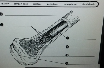 marrow compact bone cartilage periosteum spongy bone blood wissels
_D
_D