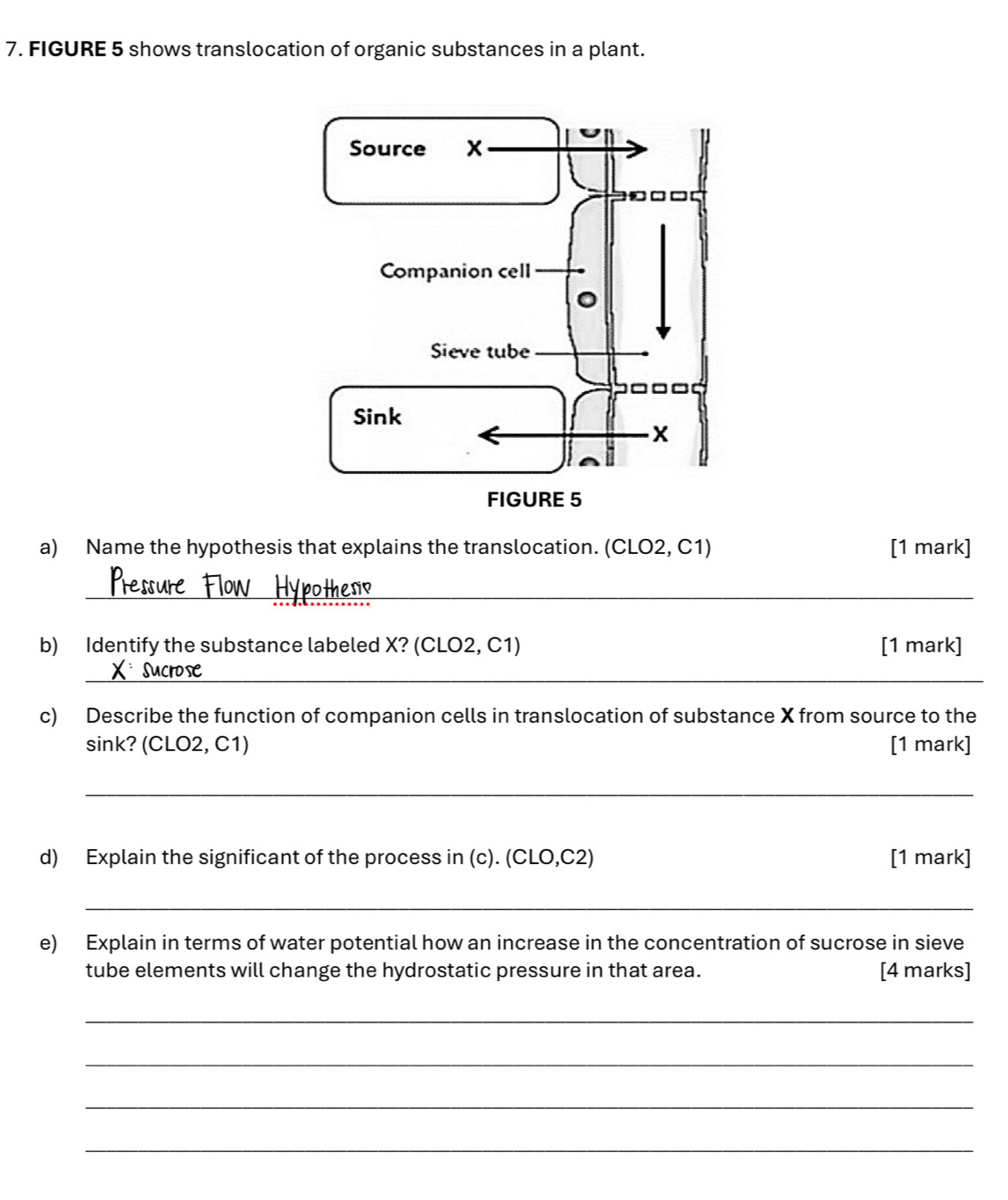 FIGURE 5 shows translocation of organic substances in a plant. 
a) Name the hypothesis that explains the translocation. (CLO2, C1) [1 mark] 
_ 
b) Identify the substance labeled X? (CLO2, C1) [1 mark] 
_ 
c) Describe the function of companion cells in translocation of substance X from source to the 
sink? (CLO2, C1) [1 mark] 
_ 
d) Explain the significant of the process in (c). (CLO,C2) [1 mark] 
_ 
e) Explain in terms of water potential how an increase in the concentration of sucrose in sieve 
tube elements will change the hydrostatic pressure in that area. [4 marks] 
_ 
_ 
_ 
_