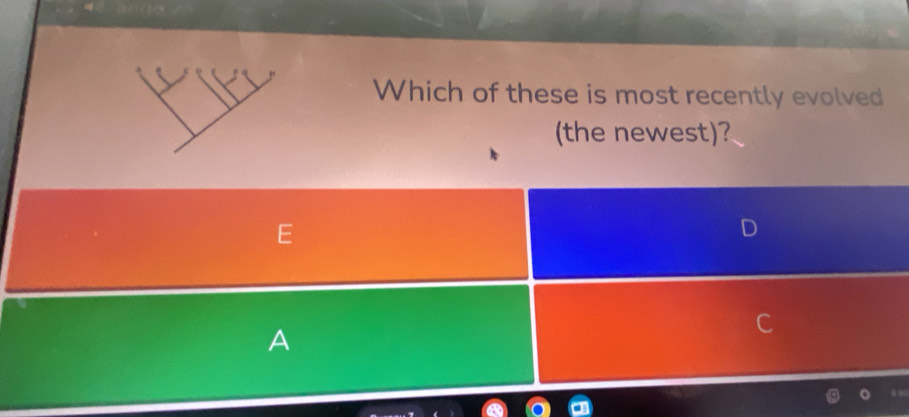 Which of these is most recently evolved 
(the newest)? 
A
