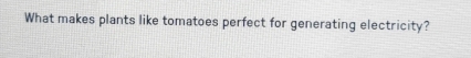 What makes plants like tomatoes perfect for generating electricity?