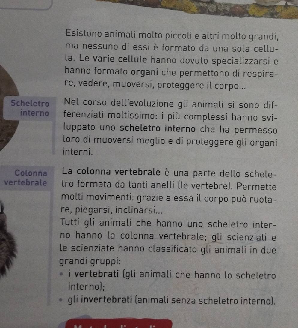 Esistono animali molto piccoli e altri molto grandi, 
ma nessuno di essi è formato da una sola cellu- 
la. Le varie cellule hanno dovuto specializzarsi e 
hanno formato organi che permettono di respira- 
re, vedere, muoversi, proteggere il corpo... 
Scheletro Nel corso dell’evoluzione gli animali si sono dif- 
interno ferenziati moltissimo: i più complessi hanno svi- 
luppato uno scheletro interno che ha permesso 
loro di muoversi meglio e di proteggere gli organi 
interni. 
Colonna La colonna vertebrale è una parte dello schele- 
vertebrale tro formata da tanti anelli (le vertebre). Permette 
molti movimenti: grazie a essa il corpo può ruota- 
re, piegarsi, inclinarsi... 
Tutti gli animali che hanno uno scheletro inter- 
no hanno la colonna vertebrale; gli scienziati e 
le scienziate hanno classificato gli animali in due 
grandi gruppi: 
i vertebrati (gli animali che hanno lo scheletro 
interno; 
gli invertebrati (animali senza scheletro interno).