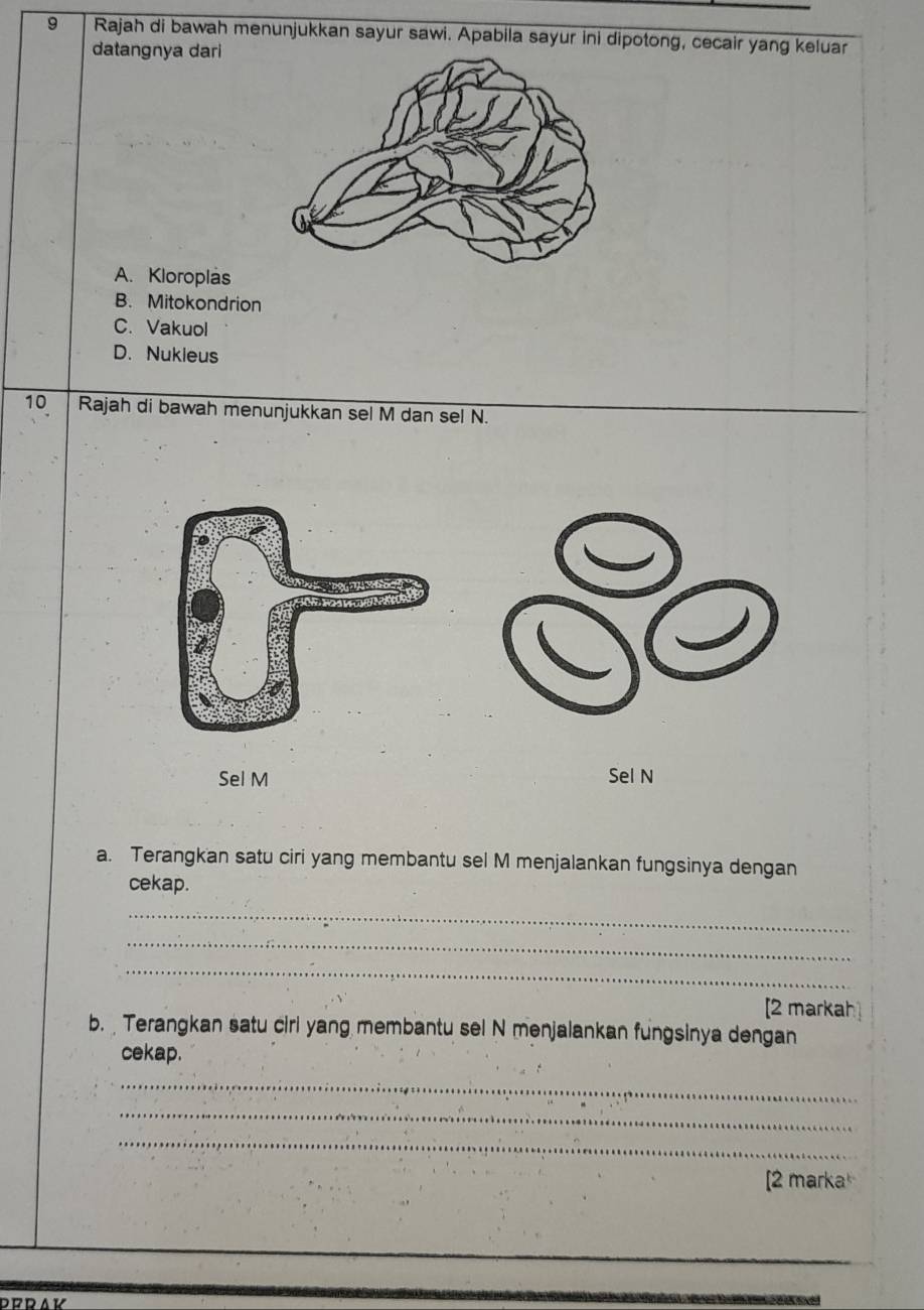 Rajah di bawah menunjukkan sayur sawi. Apabila sayur ini dipotong, cecair yang keluar
datangnya dari
A. Kloroplas
B. Mitokondrion
C. Vakuol
D. Nukieus
10 Rajah di bawah menunjukkan sel M dan sel N.
Sel M Sel N
a. Terangkan satu ciri yang membantu sel M menjalankan fungsinya dengan
cekap.
_
_
_
[2 markah
b. Terangkan satu ciri yang membantu sel N menjalankan fungsinya dengan
cekap.
_
_
_
[2 marka