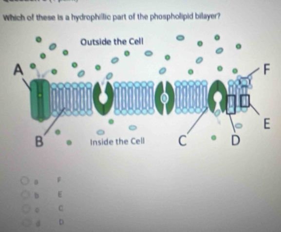 Which of these is a hydrophillic part of the phospholipid bilayer?
B
b E
0 C
d D