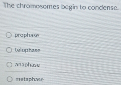 The chromosomes begin to condense.
prophase
telophase
anaphase
metaphase