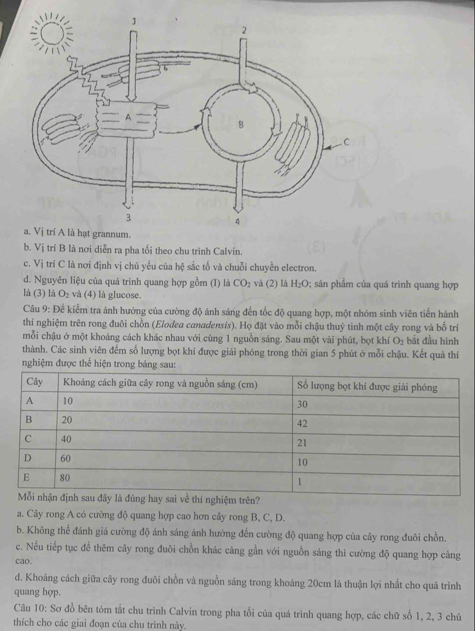 b. Vị trí B là nơi diễn ra pha tối theo chu trình Calvin.
c. Vị trí C là nơi định vị chủ yếu của hệ sắc tố và chuỗi chuyền electron.
d. Nguyên liệu của quá trình quang hợp gồm (I) là CO_2 và (2) là H_2O 0; sản phẩm của quá trình quang hợp
là (3) là O_2 và (4) là glucose.
Câu 9: Để kiểm tra ảnh hưởng của cường độ ánh sáng đến tốc độ quang hợp, một nhóm sinh viên tiến hành
thí nghiệm trên rong đuôi chồn (Elodea canadensis). Họ đặt vào mỗi chậu thuỷ tinh một cây rong và bố trí
mỗi chậu ở một khoảng cách khác nhau với cùng 1 nguồn sáng. Sau một vài phút, bọt khí O_2 bắt đầu hình
thành. Các sinh viên đếm số lượng bọt khí được giải phóng trong thời gian 5 phút ở mỗi chậu. Kết quả thí
nghiệm được thể hiện trong bảng sau:
trên?
a. Cây rong A có cường độ quang hợp cao hơn cây rong B, C, D.
b. Không thể đánh giá cường độ ánh sáng ảnh hưởng đến cường độ quang hợp của cây rong đuôi chồn.
c. Nếu tiếp tục để thêm cây rong đuôi chồn khác càng gần với nguồn sáng thì cường độ quang hợp càng
cao.
d. Khoảng cách giữa cây rong đuôi chồn và nguồn sáng trong khoảng 20cm là thuận lợi nhất cho quá trình
quang hợp.
Câu 10: Sơ đồ bên tóm tắt chu trình Calvin trong pha tối của quá trình quang hợp, các chữ số 1, 2, 3 chú
thích cho các giai đoạn của chu trình này.