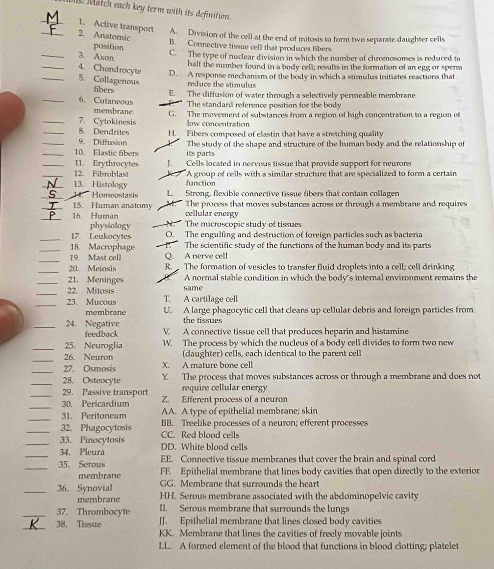 ! Match each key term with its definition.
_1. Active transport A. Division of the cell at the end of mitosis to form two separate daughter cells
_2. Anatomic
position B. Connective tissue cell that produces fibers
_3. Axon
C. The type of nuclear division in which the number of chromosomes is reduced to
half the number found in a body cell; results in the formation of an egg or sperm
_4. Chondrocyte D. A response mechanism of the body in which a stimulus initiates reactions that
5. Collagenous reduce the stimulus
fibers
E. The diffusion of water through a selectively permeable membrane
_6. Cutaneous The standard reference position for the body
membrane G. The movement of substances from a region of high concentration to a region of
_7. Cytokinesis low concentration
_8. Dendrites H. Fibers composed of elastin that have a stretching quality
_9. Diffusion The study of the shape and structure of the human body and the relationship of
_10. Elastic fibers its parts
_11. Erythrocytes J. Cells located in nervous tissue that provide support for neurons
_12. Fibroblast A group of cells with a similar structure that are specialized to form a certain
_13. Histology function
_14. Homeostasis L. Strong, flexible connective tissue fibers that contain collagen
_15. Human anatomy M. The process that moves substances across or through a membrane and requires
_
16. Human cellular energy
physiology N. The microscopic study of tissues
_17 Leukocytes O. The engulfing and destruction of foreign particles such as bacteria
_18. Macrophage P. The scientific study of the functions of the human body and its parts
_19. Mast cell Q. A nerve cell
_
20. Meiosis R.  The formation of vesicles to transfer fluid droplets into a cell; cell drinking
_21. Meninges 8. A normal stable condition in which the body’s internal environment remains the
_22. Mitosis same
_23. Mucous T. A cartilage cell
membrane U. A large phagocytic cell that cleans up cellular debris and foreign particles from
_24. Negative the tissues
feedback V. A connective tissue cell that produces heparin and histamine
_25. Neuroglia W. The process by which the nucleus of a body cell divides to form two new
_
26. Neuron (daughter) cells, each identical to the parent cell
_27. Osmosis X. A mature bone cell
_28. Osteocyte Y. The process that moves substances across or through a membrane and does not
_29. Passive transport require cellular energy
_30. Pericardium Z. Efferent process of a neuron
_
31. Peritoneum AA. A type of epithelial membrane; skin
_32. Phagocytosis BB. Treelike processes of a neuron; efferent processes
CC. Red blood cells
_33. Pinocytosis DD. White blood cells
_34. Pleura
EE. Connective tissue membranes that cover the brain and spinal cord
_35. Serous
membrane FF. Epithelial membrane that lines body cavities that open directly to the exterior
_36. Synovial GG. Membrane that surrounds the heart
membrane HH. Serous membrane associated with the abdominopelvic cavity
_37. Thrombocyte II. Serous membrane that surrounds the lungs
_38. Tissue JJ. Epithelial membrane that lines closed body cavities
KK. Membrane that lines the cavities of freely movable joints
LL. A formed element of the blood that functions in blood clotting; platelet