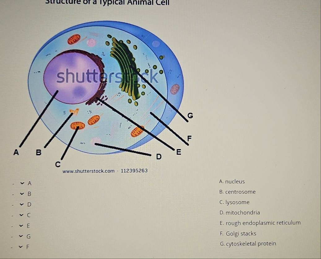 Structure of a Typical Animal Cell
www.shutterstock.com · 112395263
A
A. nucleus
B
B. centrosome
D
C. lysosome
C
D. mitochondria
E E. rough endoplasmic reticulum
G
F. Golgi stacks
F
G. cytoskeletal protein