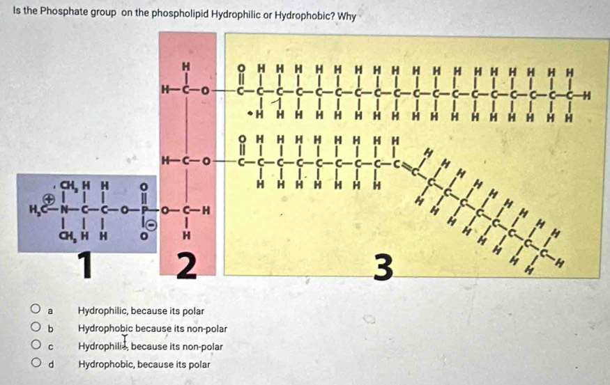 ls the Phosphate group on the phospholipid Hydrophilic or Hydrophobic? Why
a Hydrophilic, because its polar
b Hydrophobic because its non-polar
C Hydrophilie, because its non-polar
d Hydrophobic, because its polar